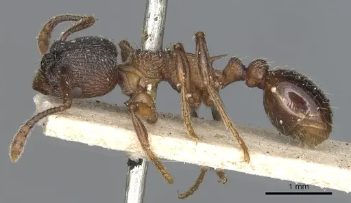 Myrmica incompleta - CASENT0904080