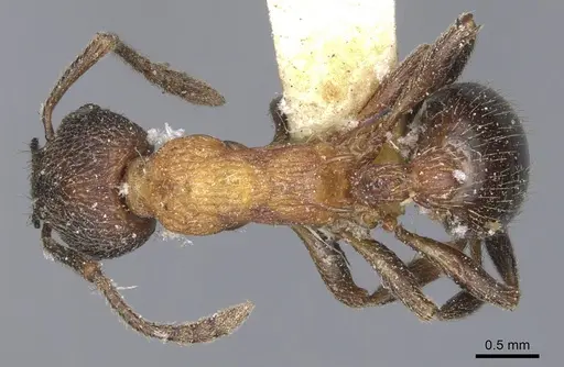 Myrmica incompleta - CASENT0904081