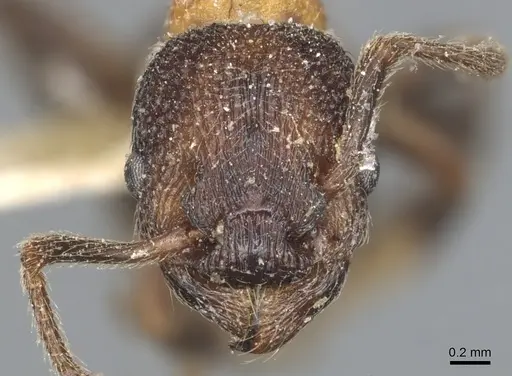 Myrmica incompleta - CASENT0904081