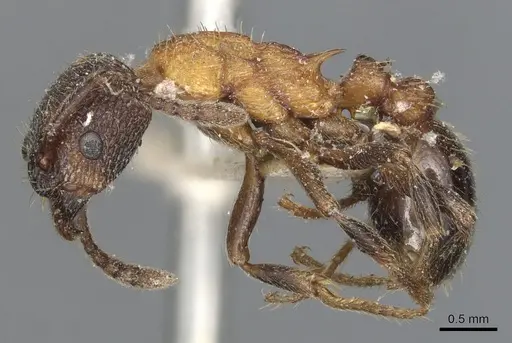 Myrmica incompleta - CASENT0904081