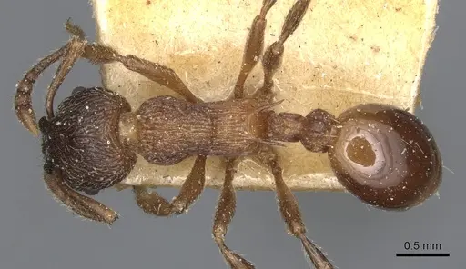 Myrmica incompleta - CASENT0904082