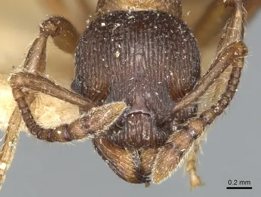 Myrmica incompleta - CASENT0904082