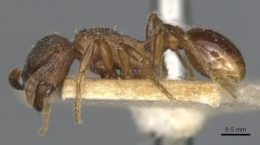 Myrmica incompleta - CASENT0904082