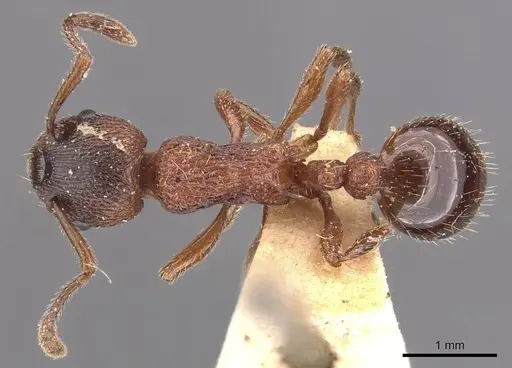 Myrmica incompleta - CASENT0905772