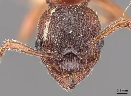 Myrmica incompleta - CASENT0905772