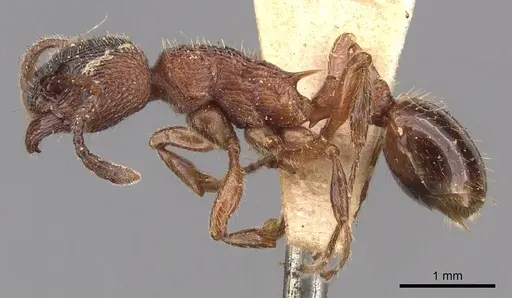 Myrmica incompleta - CASENT0905772