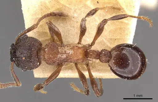 Myrmica incompleta - CASENT0907634