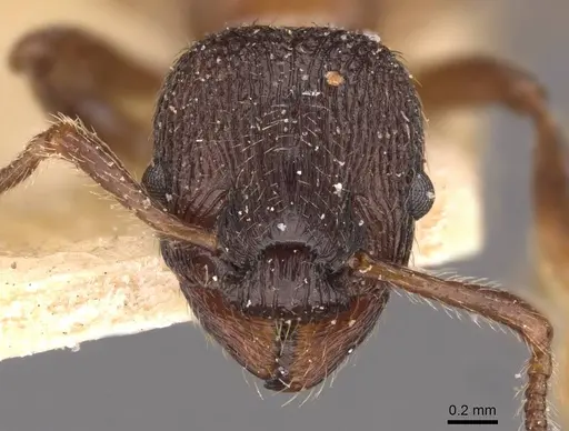 Myrmica incompleta - CASENT0907634