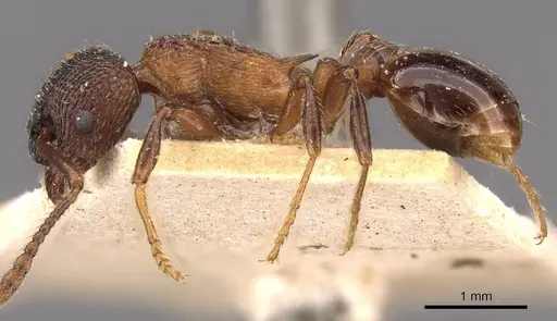 Myrmica incompleta - CASENT0907634