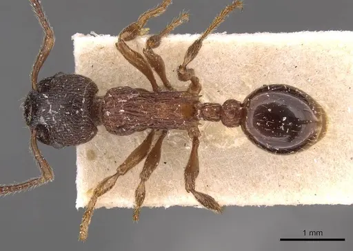 Myrmica incompleta - CASENT0907635