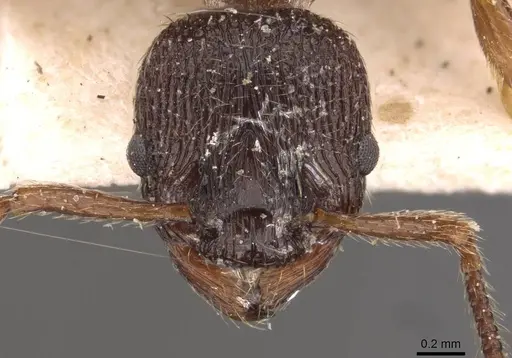 Myrmica incompleta - CASENT0907635