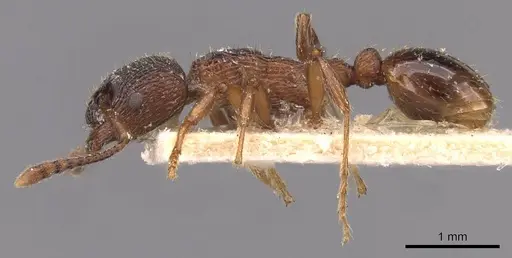 Myrmica incompleta - CASENT0907635
