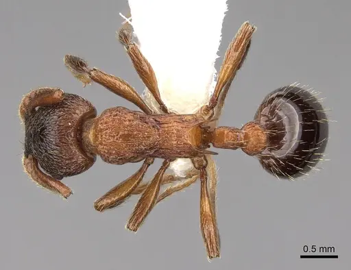 Myrmica incompleta - CASENT0922755