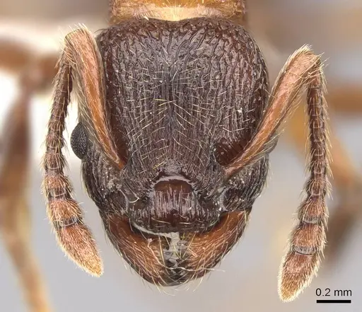 Myrmica incompleta - CASENT0922755