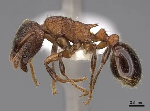 Myrmica incompleta - CASENT0922755