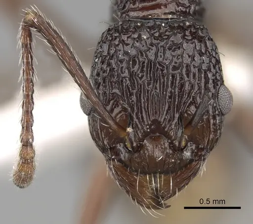 Myrmica indica specimen