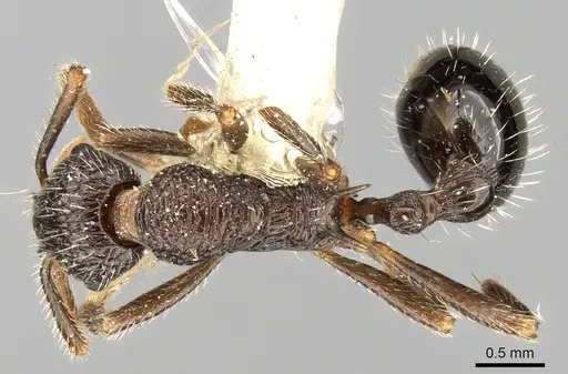 Myrmica inezae specimen