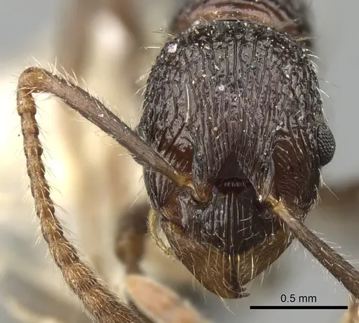 Myrmica inezae specimen