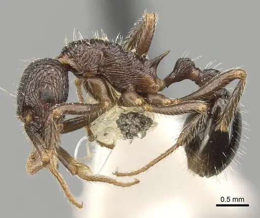 Myrmica inezae specimen