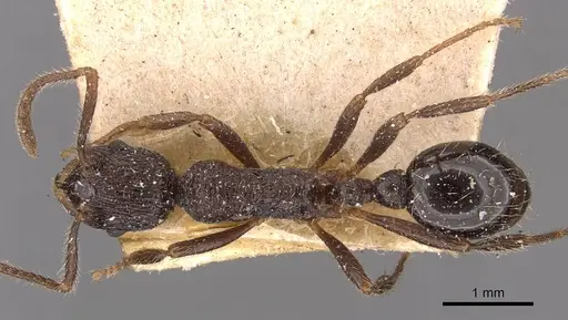 Myrmica inezae - CASENT0907636