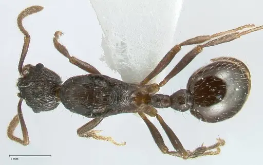 Myrmica inezae - FOCOL1820