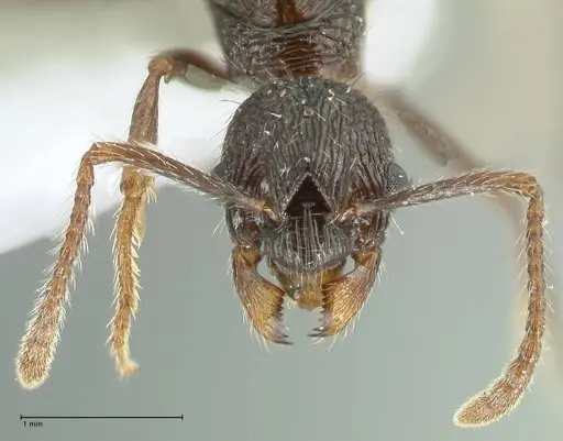 Myrmica inezae - FOCOL1820