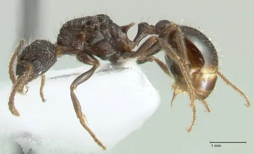 Myrmica inezae - FOCOL1820