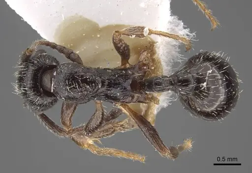 Myrmica inucta specimen