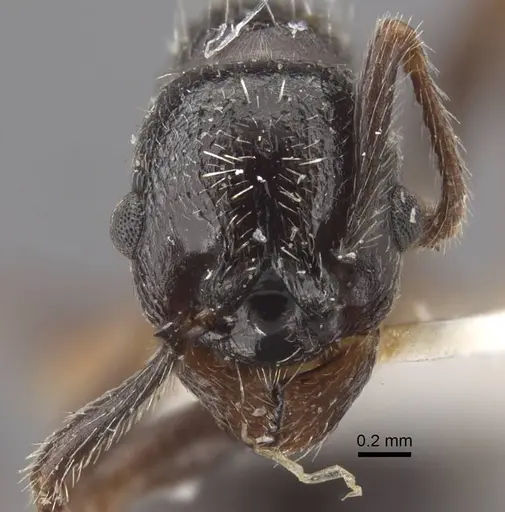 Myrmica inucta specimen