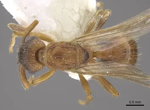 Myrmica jennyae specimen