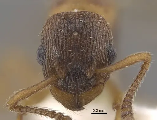 Myrmica jennyae specimen