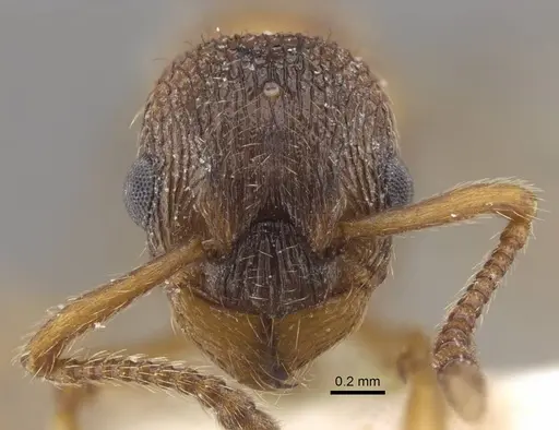 Myrmica jennyae specimen