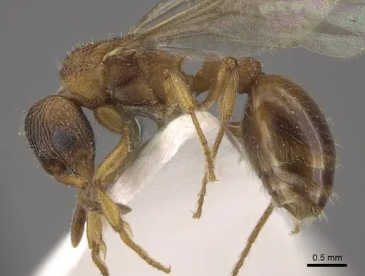 Myrmica jennyae - CASENT0917695