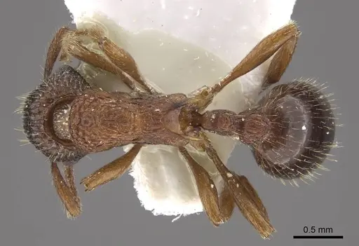 Myrmica jennyae - CASENT0917696