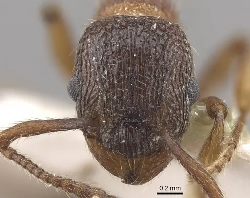 Myrmica jennyae - CASENT0917696