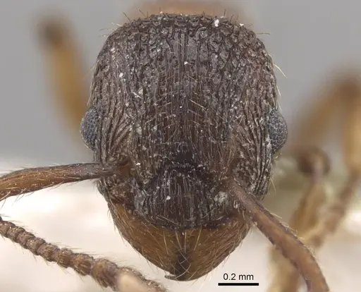 Myrmica jennyae - CASENT0917696