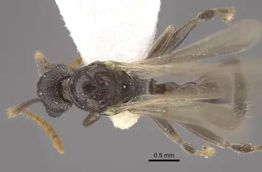 Myrmica jennyae - CASENT0917697