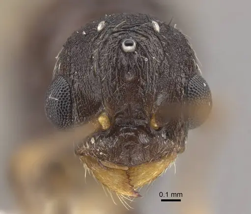 Myrmica jennyae - CASENT0917697