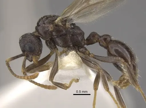 Myrmica jennyae - CASENT0917697