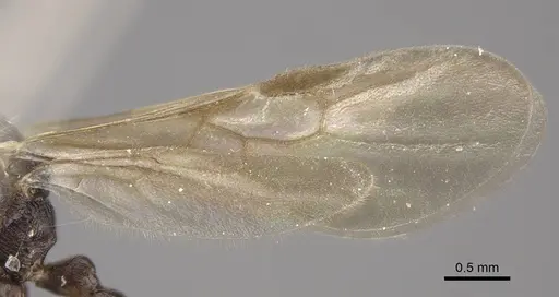 Myrmica jennyae - CASENT0917697