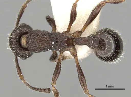 Myrmica jessensis specimen