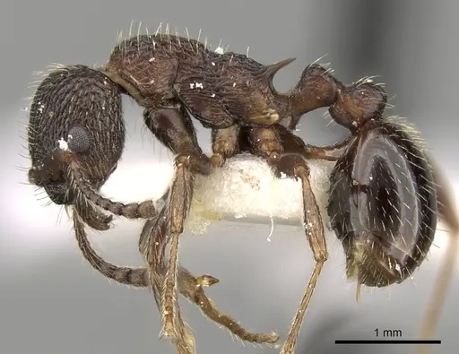 Myrmica jessensis specimen