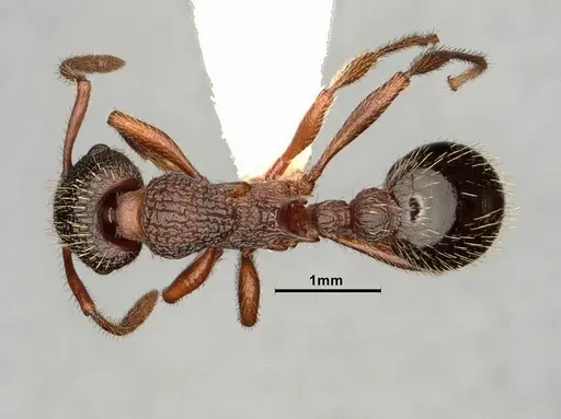 Myrmica jessensis - CASENT0884306