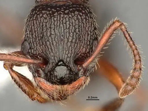 Myrmica jessensis - CASENT0884306