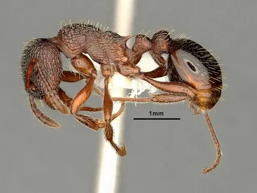 Myrmica jessensis - CASENT0884306