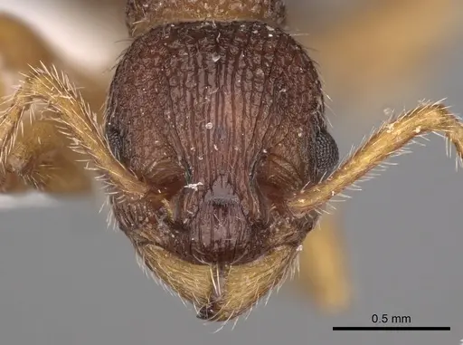 Myrmica jessensis - CASENT0900294