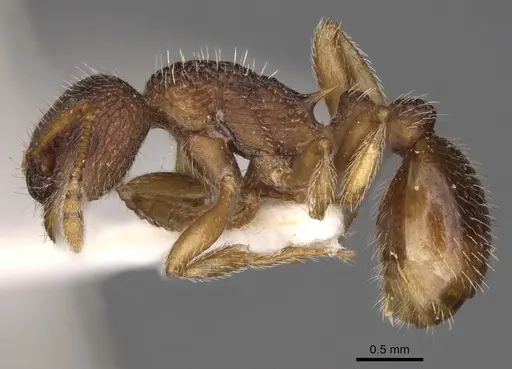 Myrmica jessensis - CASENT0900294