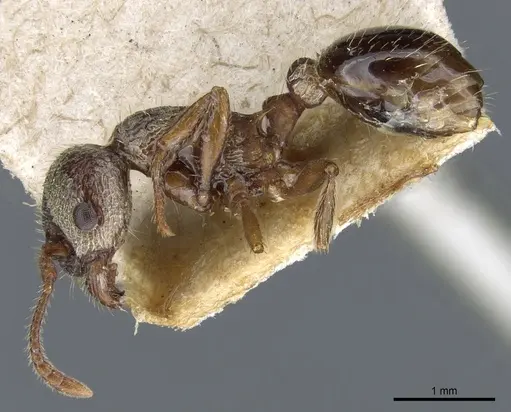 Myrmica jessensis - CASENT0904067
