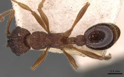 Myrmica jessensis - CASENT0907638