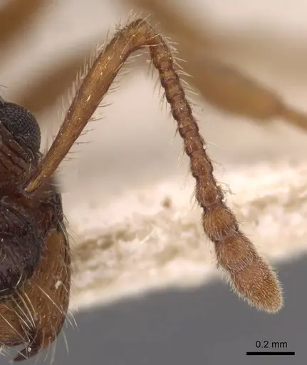 Myrmica jessensis - CASENT0907638